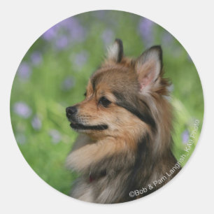 Pomeranian Headshot Sitting Classic Round Sticker