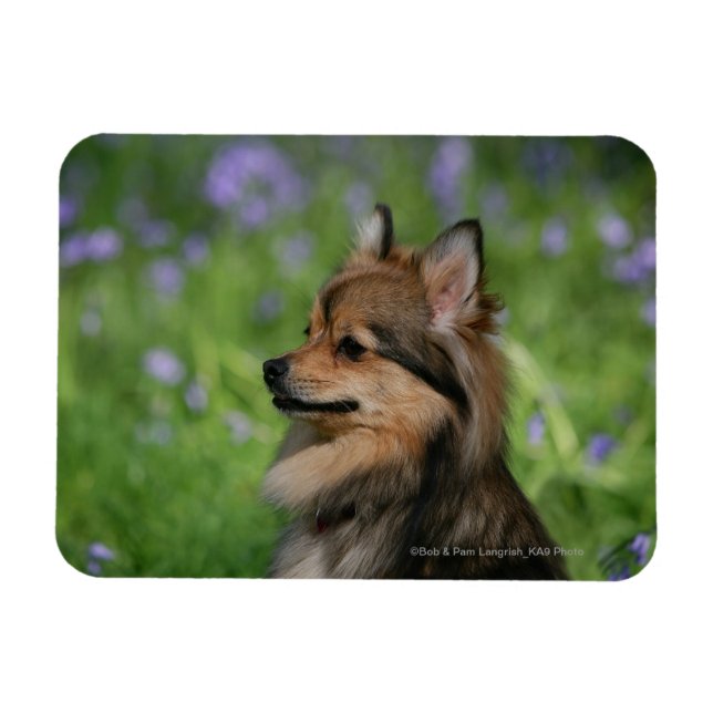 Pomeranian Headshot Sitting Magnet (Horizontal)