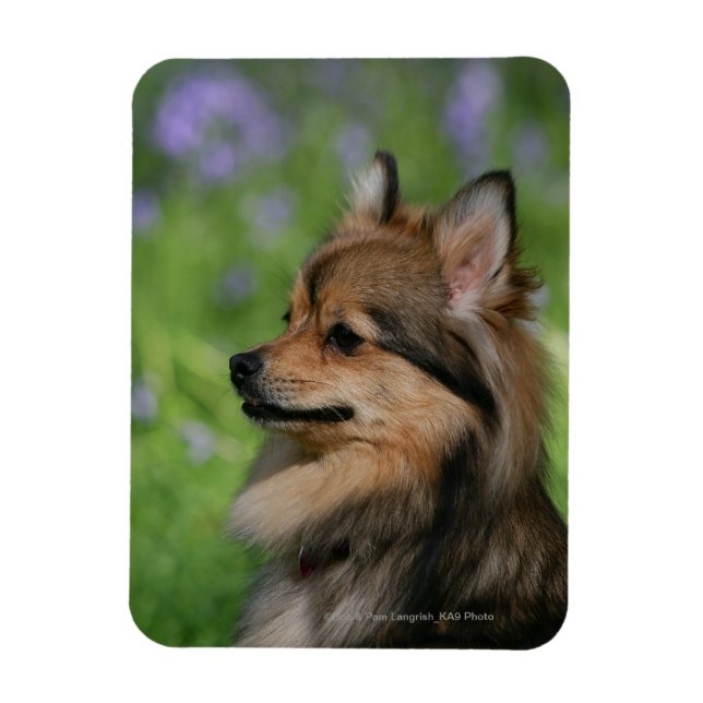 Pomeranian Headshot Sitting Magnet (Vertical)