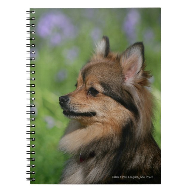 Pomeranian Headshot Sitting Notebook (Front)