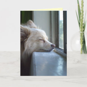 Pomeranian I dream of you Card
