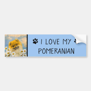 Pomeranian in Daisies Painting - Original Dog Art Bumper Sticker