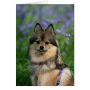 Pomeranian in the Grass