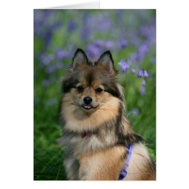 Pomeranian in the Grass (Front)
