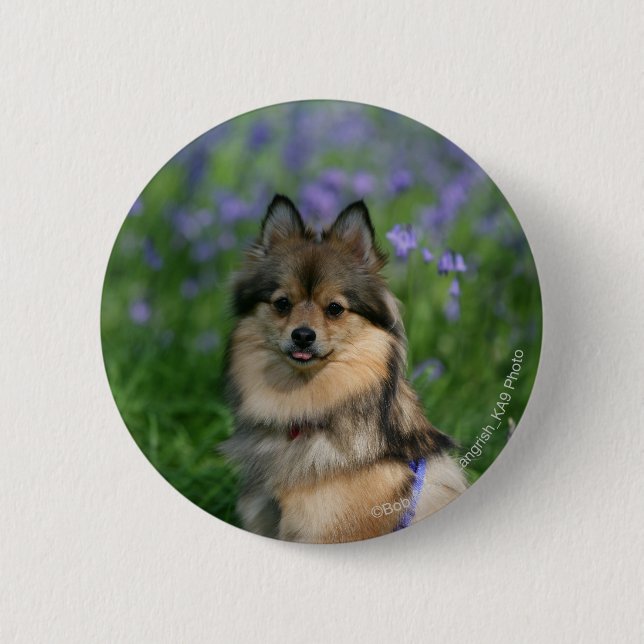 Pomeranian in the Grass 2 Inch Round Button (Front)