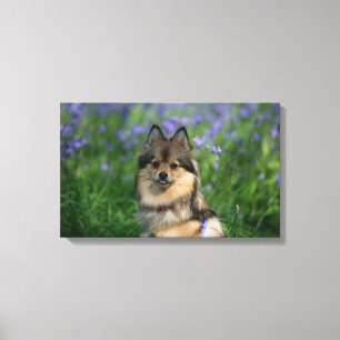 Pomeranian in the Grass Canvas Print