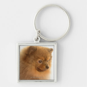 Pomeranian Keychain