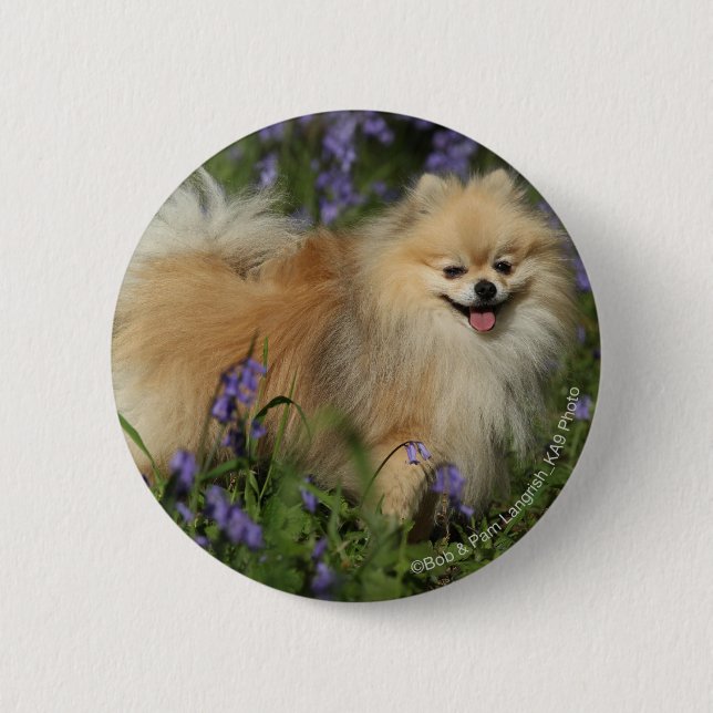 Pomeranian Looking at Camera in the Bluebells 2 Inch Round Button (Front)