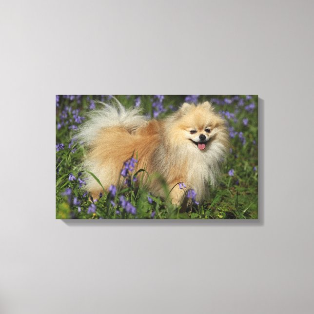 Pomeranian Looking at Camera in the Bluebells Canvas Print (Front)