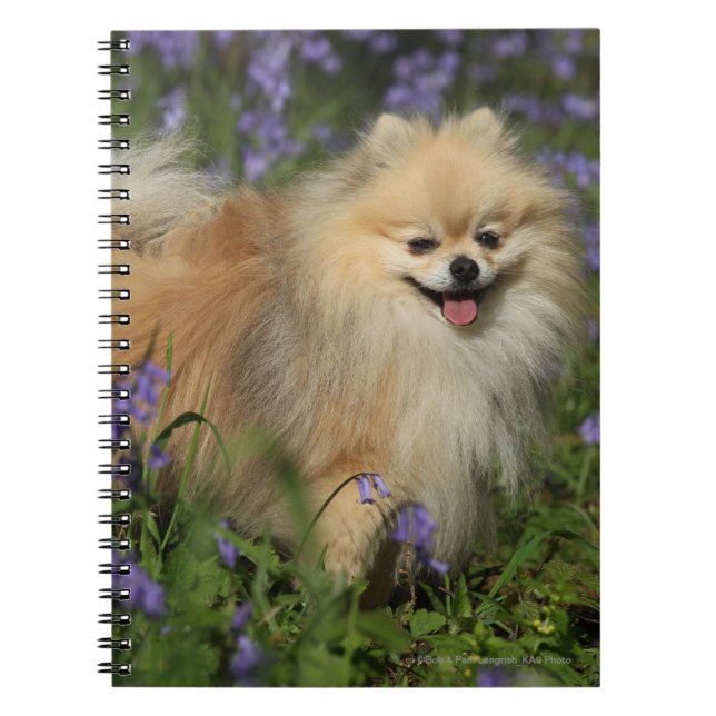 Pomeranian Looking at Camera in the Bluebells Notebook (Front)