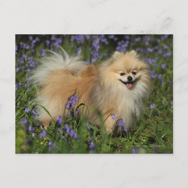 Pomeranian Looking at Camera in the Bluebells Postcard (Front)