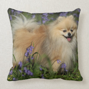 Pomeranian Looking at Camera in the Bluebells Throw Pillow