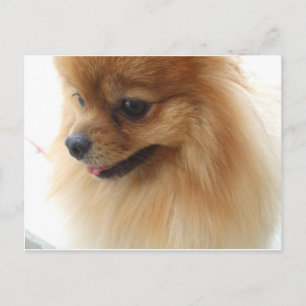 Pomeranian Lover Postcard