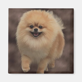 Pomeranian Magnet