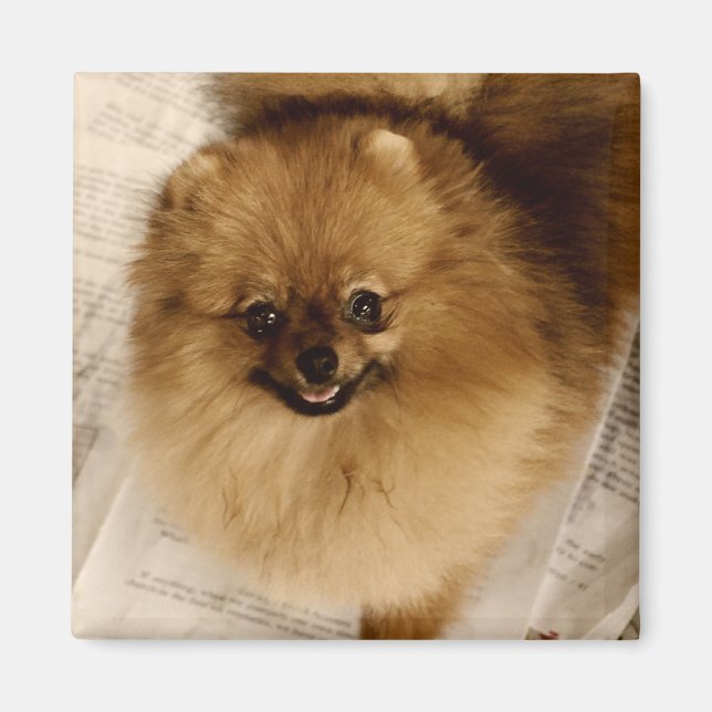 Pomeranian Magnet (Front)