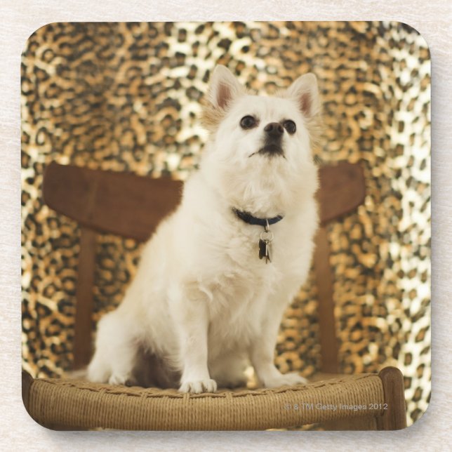 Pomeranian mix coaster (Front)