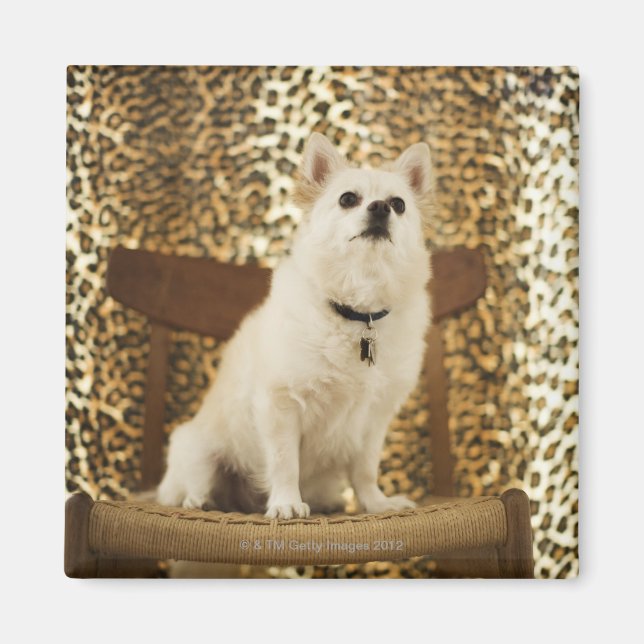 Pomeranian mix magnet (Front)