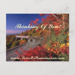 Pomeranian Named Zeus Colourful Autumn Scene Postcard