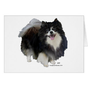 Pomeranian noir