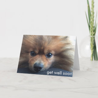 pomeranian obtenez bientôt la carte bonne