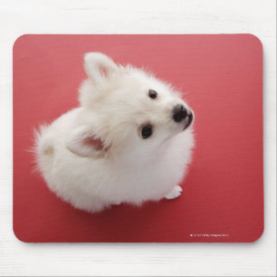 Pomeranian on the Red Carpet Mouse Pad