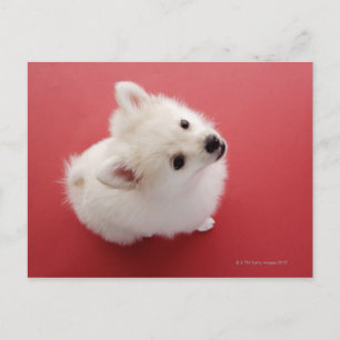 Pomeranian on the Red Carpet Postcard