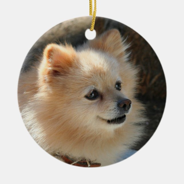 Pomeranian ornament (Front)