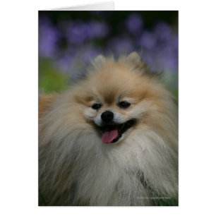 Pomeranian Panting