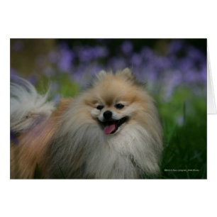 Pomeranian Panting
