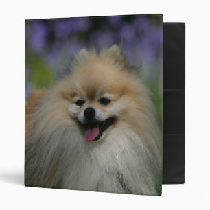 Pomeranian Panting Binder