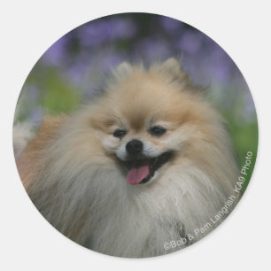 Pomeranian Panting Classic Round Sticker