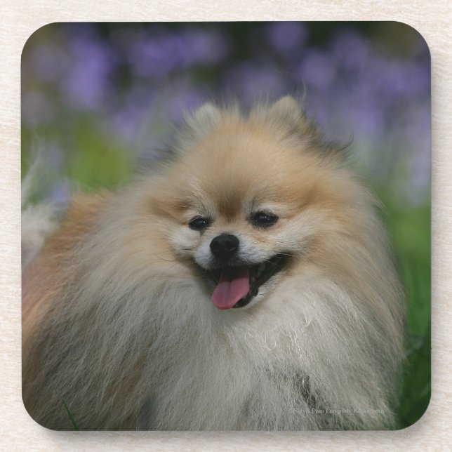 Pomeranian Panting Coaster (Front)