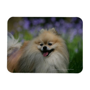 Pomeranian Panting Magnet