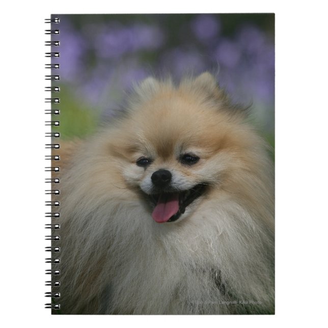 Pomeranian Panting Notebook (Front)