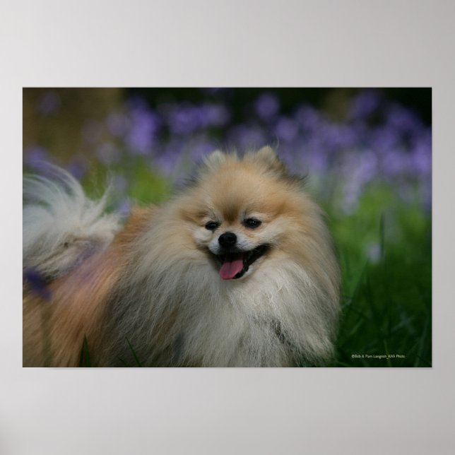 Pomeranian Panting Poster (Front)