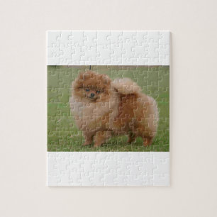 Pomeranian Perfection, Jigsaw Puzzle