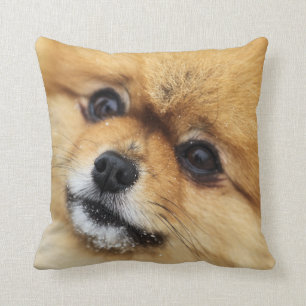 Pomeranian Portrait Throw Pillow