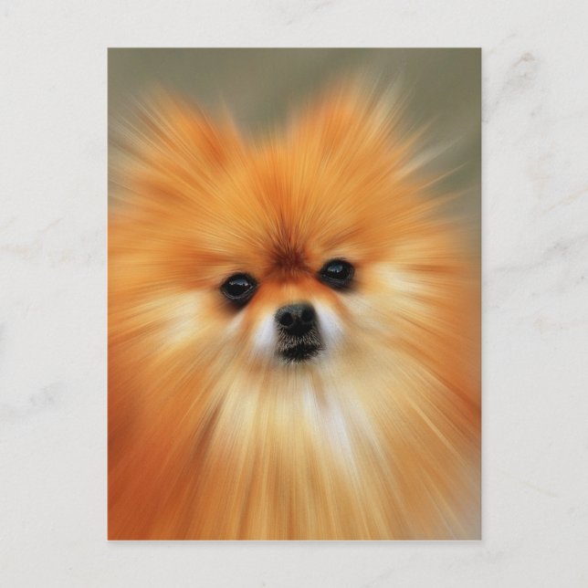 Pomeranian Postcard (Front)