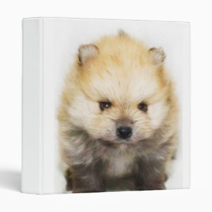 Pomeranian puppy binder