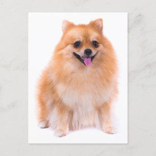 Pomeranian Puppy Dog Blank Post Card