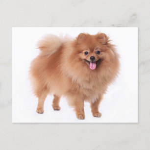 Pomeranian Puppy Dog Blank Post Card