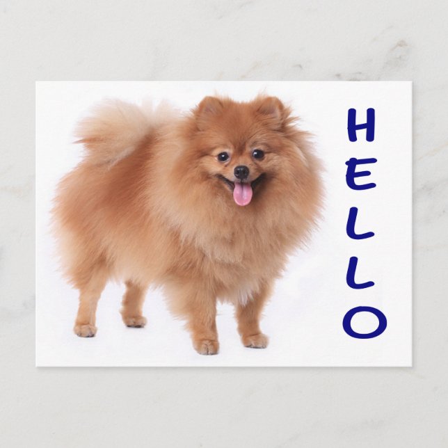 Pomeranian Puppy Dog Blank Post Card (Front)