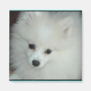 Pomeranian Puppy Magnet