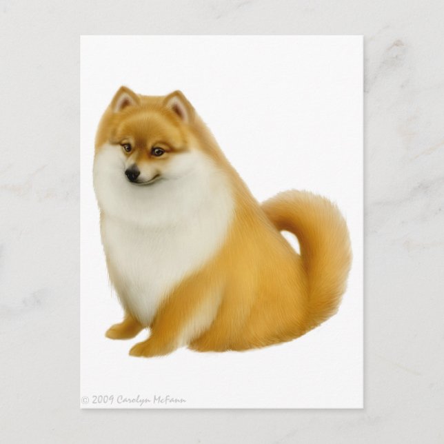 Pomeranian Puppy Postcard (Front)