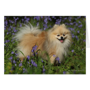 Pomeranian regardant l'appareil-photo dans les