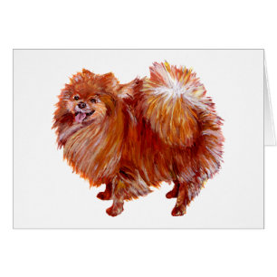 Pomeranian rouge
