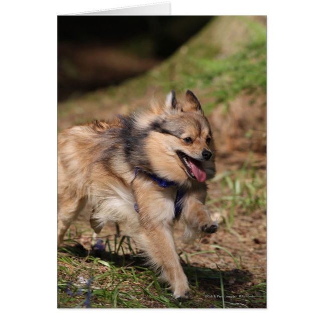 Pomeranian Running with Harness on (Front)