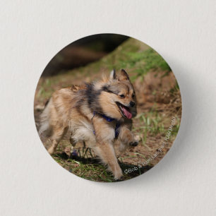 Pomeranian Running with Harness on 2 Inch Round Button