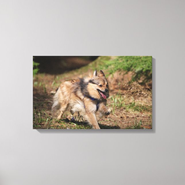 Pomeranian Running with Harness on Canvas Print (Front)
