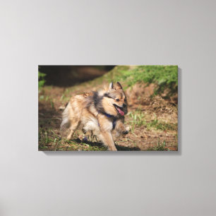 Pomeranian Running with Harness on Canvas Print